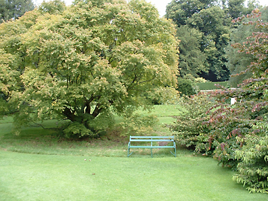 Die 3x wöchentlich gemähte Rasenfläche dient als Teppich für die schlichte Holzbank und das Pflanzeninventar, Privatgarten, Niedersachsen